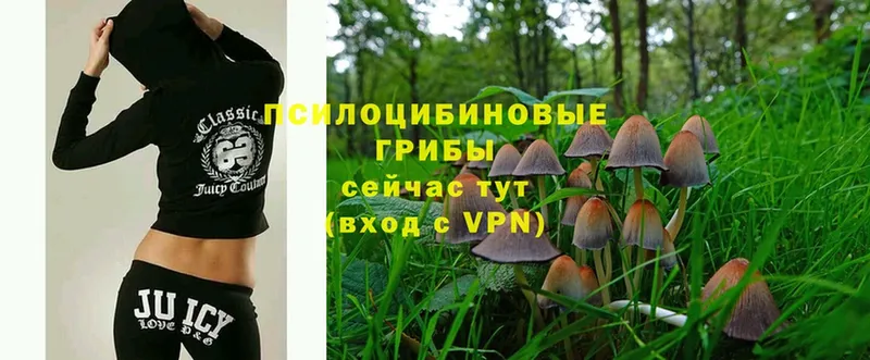 Галлюциногенные грибы Magic Shrooms  Шарья 